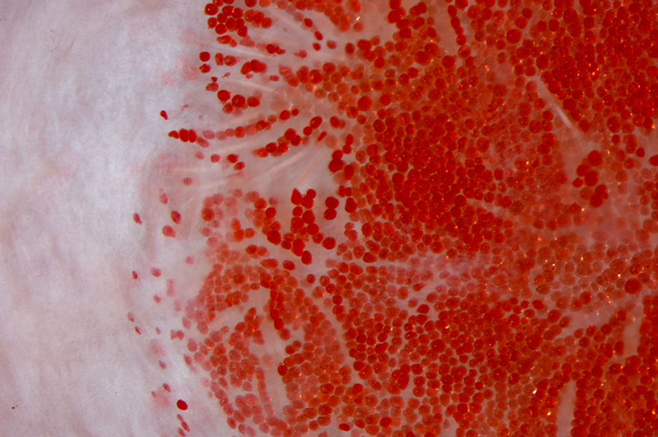 P30 Center Membership